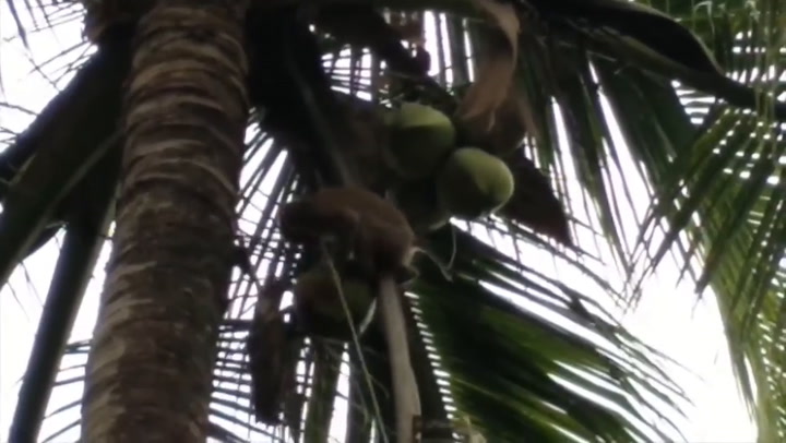 Monos esclavizados para la industria del coco en Tailandia
