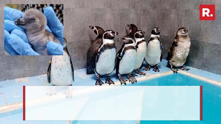 Humboldt Penguin In Mumbai Zoo Gives Birth On Independence Day | India News