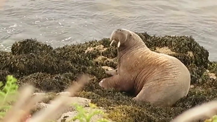 Wally the Walrus rests after swimming to multiple countries