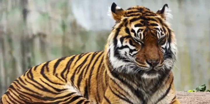 Tiger in Texas declared as world's oldest aged 25