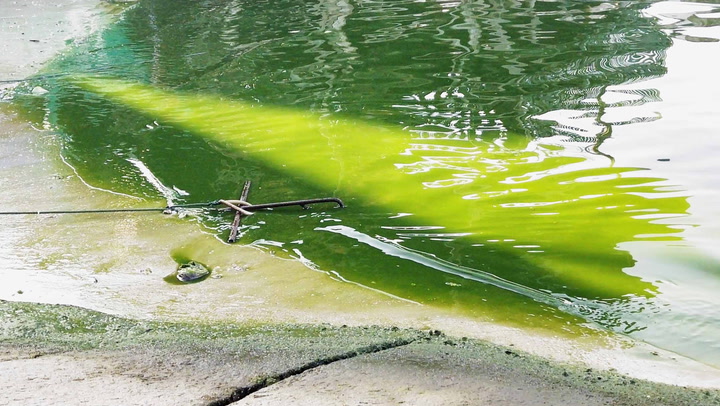 “หัวหิน” น้ำทะเลเป็นสีเขียว จากปรากฏการณ์ "ขี้ปลาวาฬ"