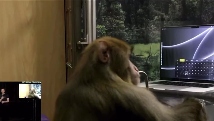 Monkey appears to 'telepathically' type using Elon Musk's Neuralink
