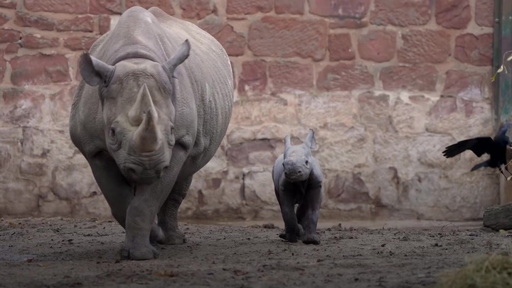 Birth Of Rare Rhino Calf Caught On Camera Original Video M243085