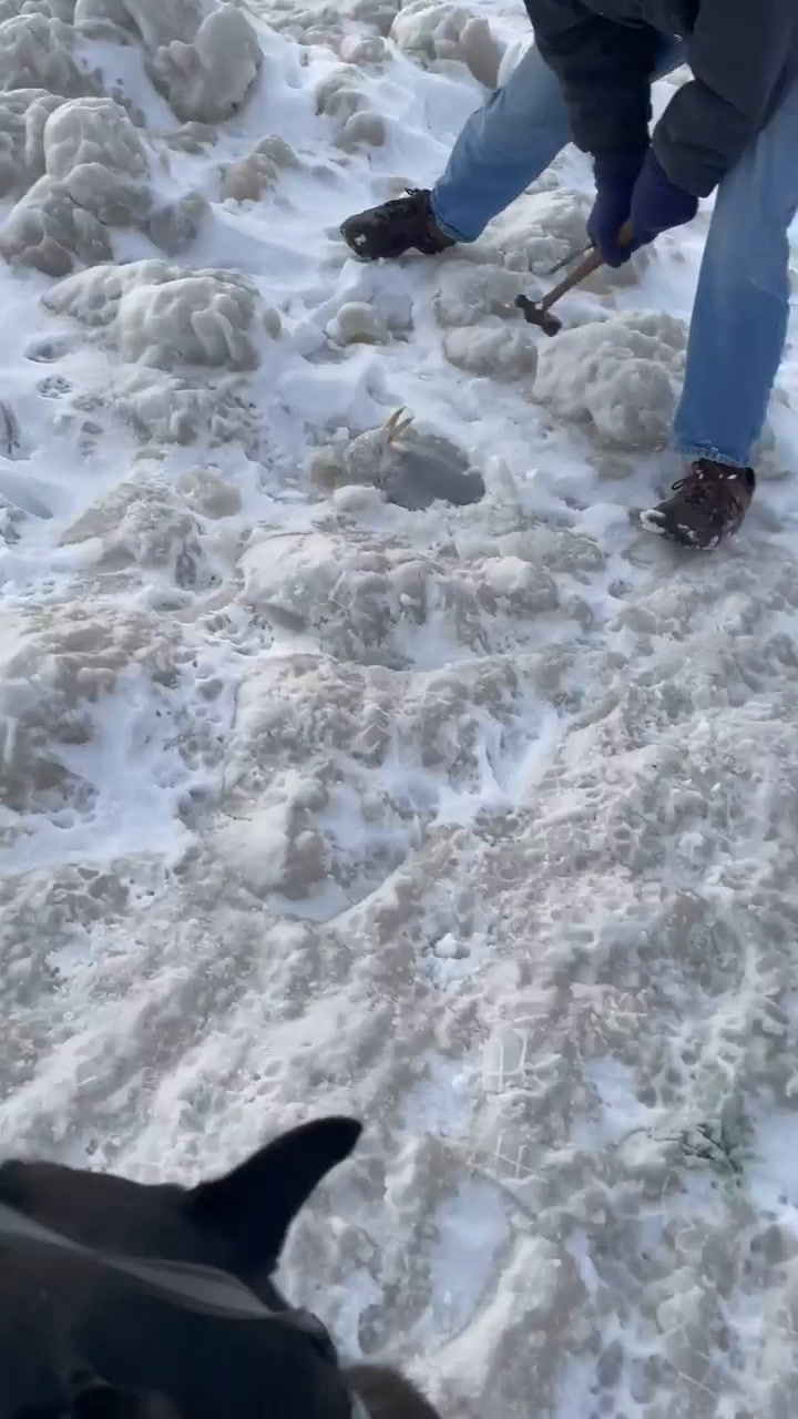 Una pareja salva a 16 gaviotas que quedaron atrapadas en el hielo