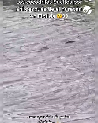 Crecen los avistajes de cocodrilos en Florida tras el paso del huracán Ian