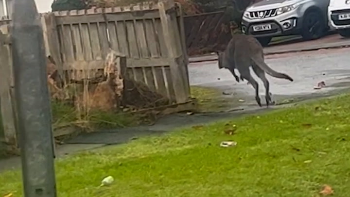 Wallaby hops through Gateshead in second marsupial spotting in three years