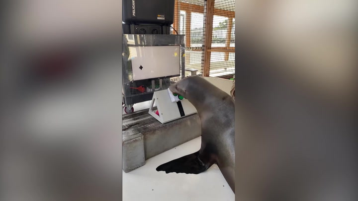 Sea lion plays video game as part of US Navy research