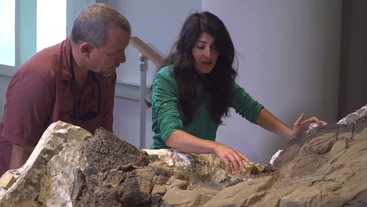 Revelan el esqueleto completo de un Tiranosaurio Rex - Fuente: LAD bible