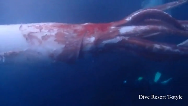 El descubrimiento de un calamar de más de dos metros fue en Japón