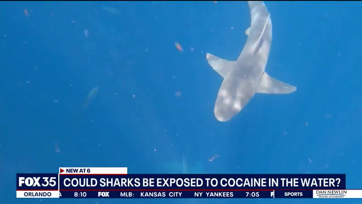 'Cocaine sharks' may be eating dumped drugs
