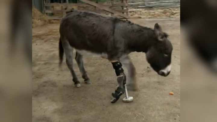 Donkey thought to be first in UK to be fitted with prosthetic leg