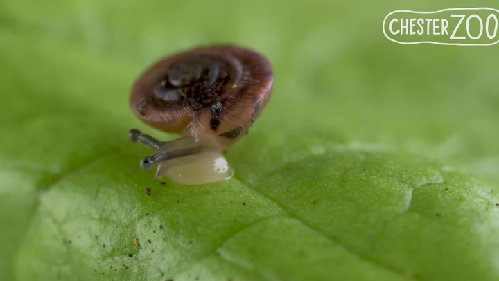 Miniscule snails thought to have become extinct 100 years ago rediscovered in UK