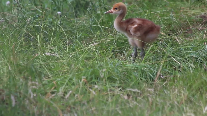 Vulnerable red-crowned crane chick ventures outside at Whipsnade Zoo