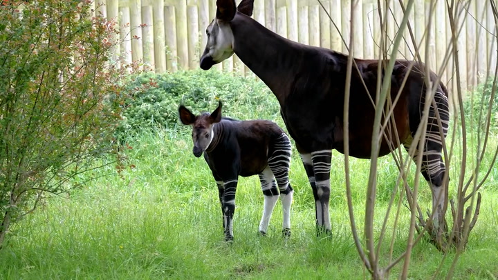 Highly-endangered okapi baby ventures outside for first time