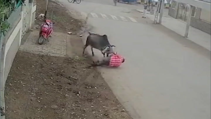 Frightening moment angry bull mows down man in India 