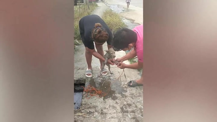 Stray puppy rescued after falling into filthy drain in the Philippines
