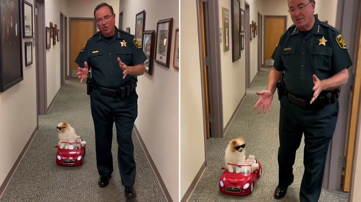 Florida Sheriff's Office demonstrate road safety using dog