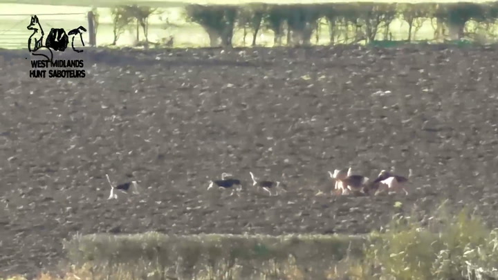 Pack of dogs tear deer to pieces during traditional Boxing Day hunt