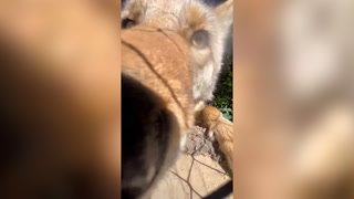 Coyote photobombs Texas zoo’s observation camera