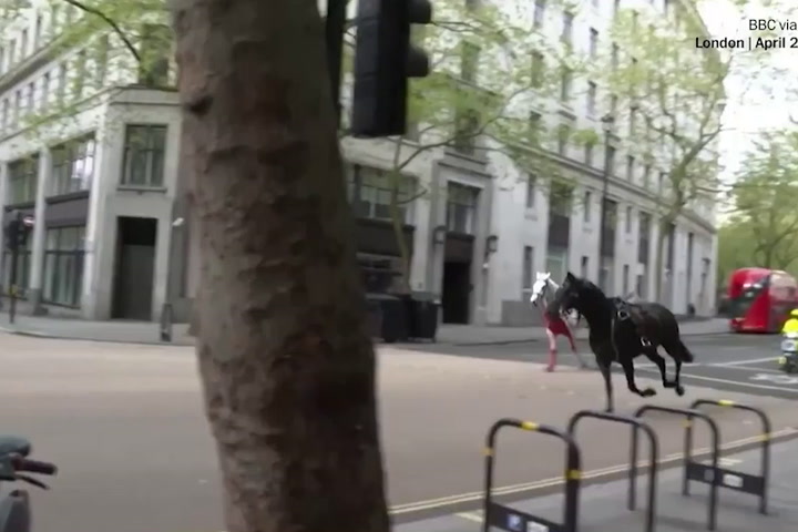 Caballos militares escaparon de sus cuidadores y galoparon por el centro de Londres (GIF)
