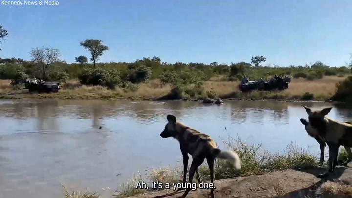 Viral: La estrategia de una manada de perros salvajes para capturar a su presa