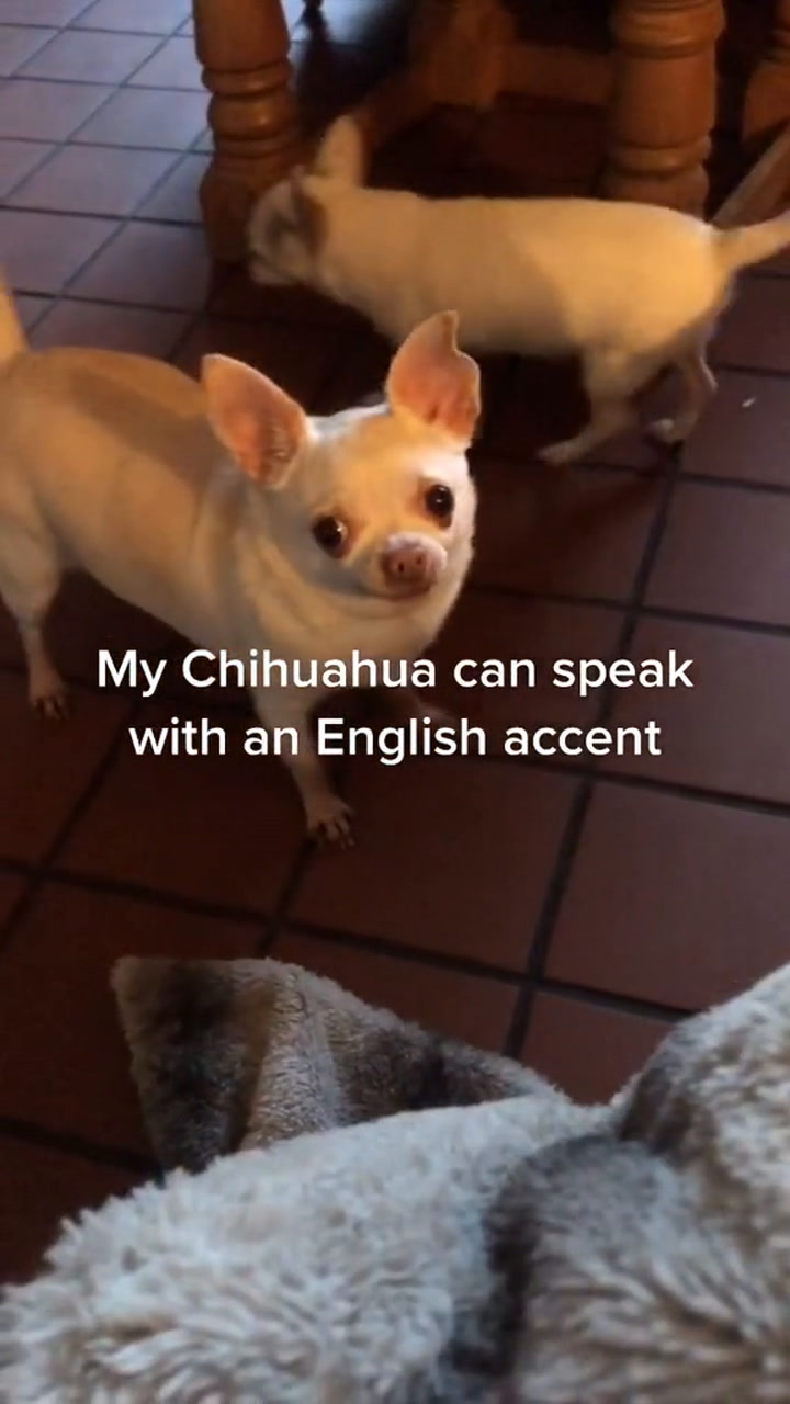Chihuahua appears to say 'hello' in English accent to gobsmacked owner -  Daily Star