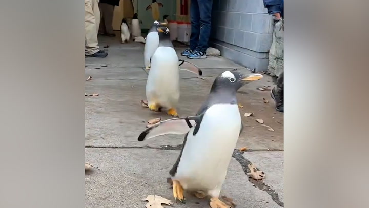 Penguins march in adorable 'parade' at Pittsburgh Zoo and Aquarium