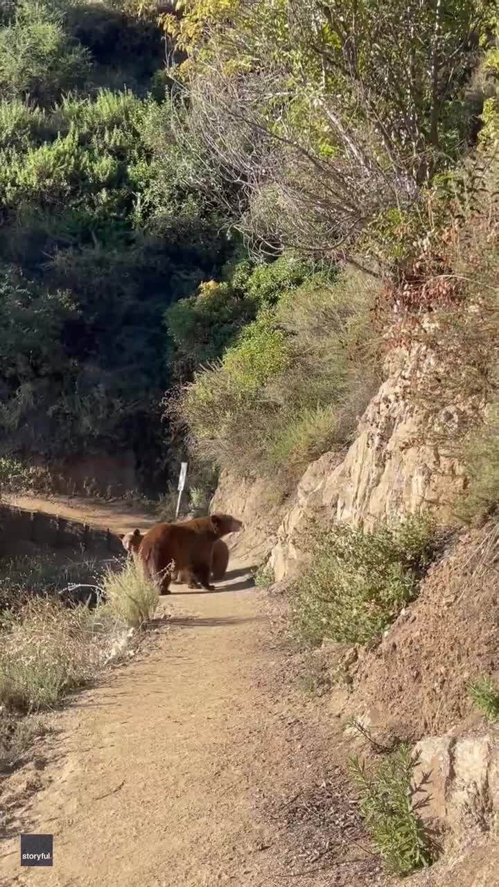 Woman comes face-to-face with bear on hiking trail