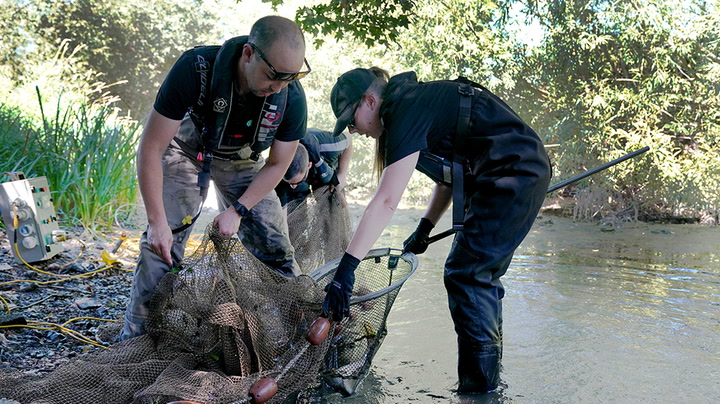 Environment Agency rescues fish as hot weather impacts animals in the UK