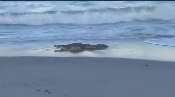 Captan cocodrilo americano en Florida