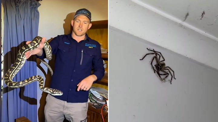 Wildlife catcher removes huge snake and giant spider from same bedroom in Australia