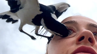 Video: Fugleangrep: - Jeg er traumatisert