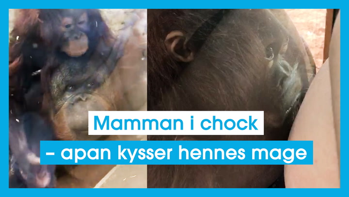 Mamman i chock – apan kysser hennes mage