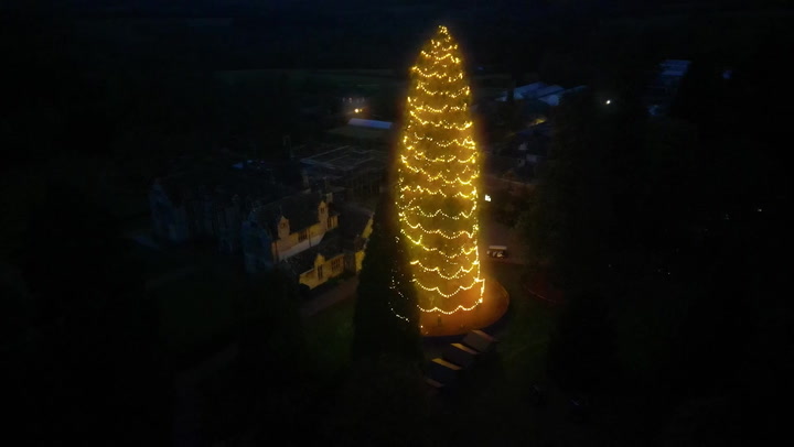 UK's tallest living Christmas tree shines in West Sussex ahead of the holidays