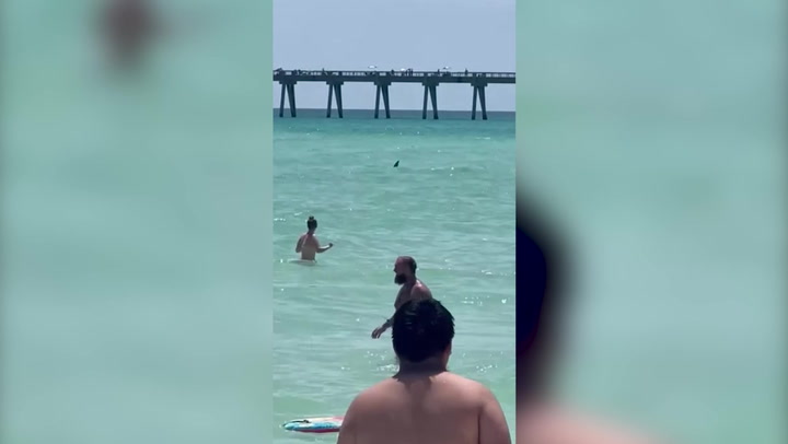 Shark spotted close to swimmers at Florida beach