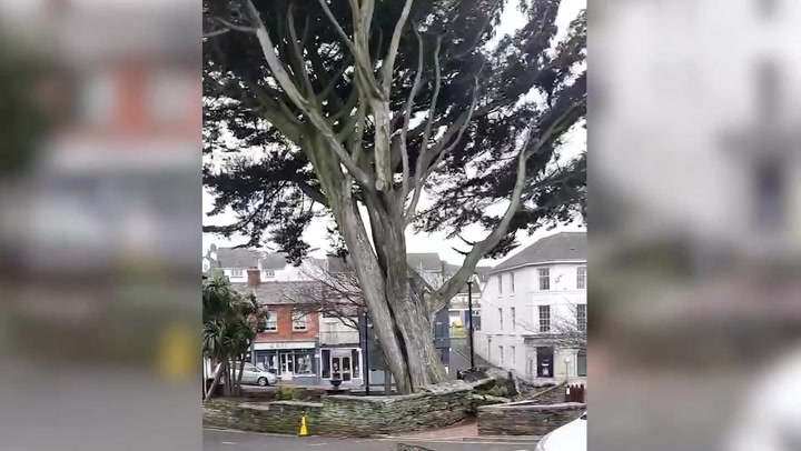 Storm Eunice: Giant tree narrowly misses Cornwall shops as it falls during strong winds