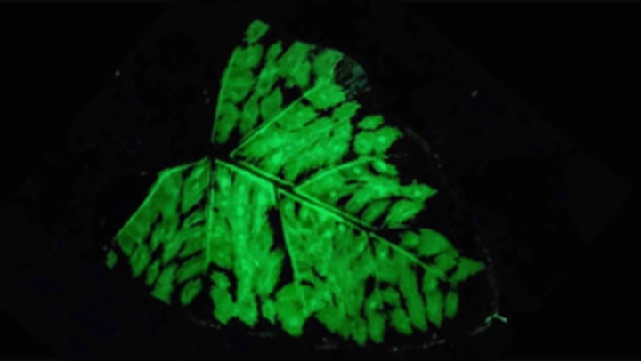 Scientists develop rechargeable, glow-in-the-dark plants