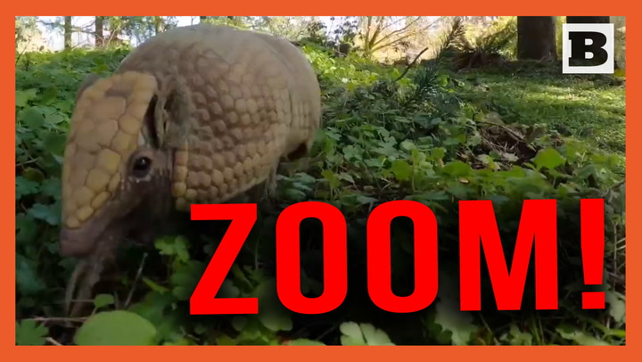 Zoom-A-Dillo! Toby the Armadillo Jaunts Through the Oregon Woods