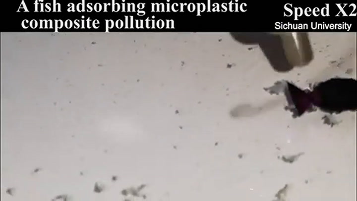 Crean un pez robot que podría terminar con la crisis del microplástico en los océanos