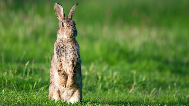 10 Sounds That Rabbits Make and What They Mean