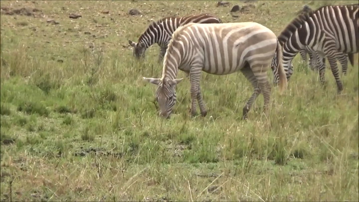 Rare Albino zebra 'seen only a handful of times' caught on camera in Kenya
