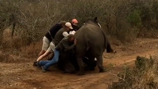 Conservationists save two-tonne rhino mother from falling on baby