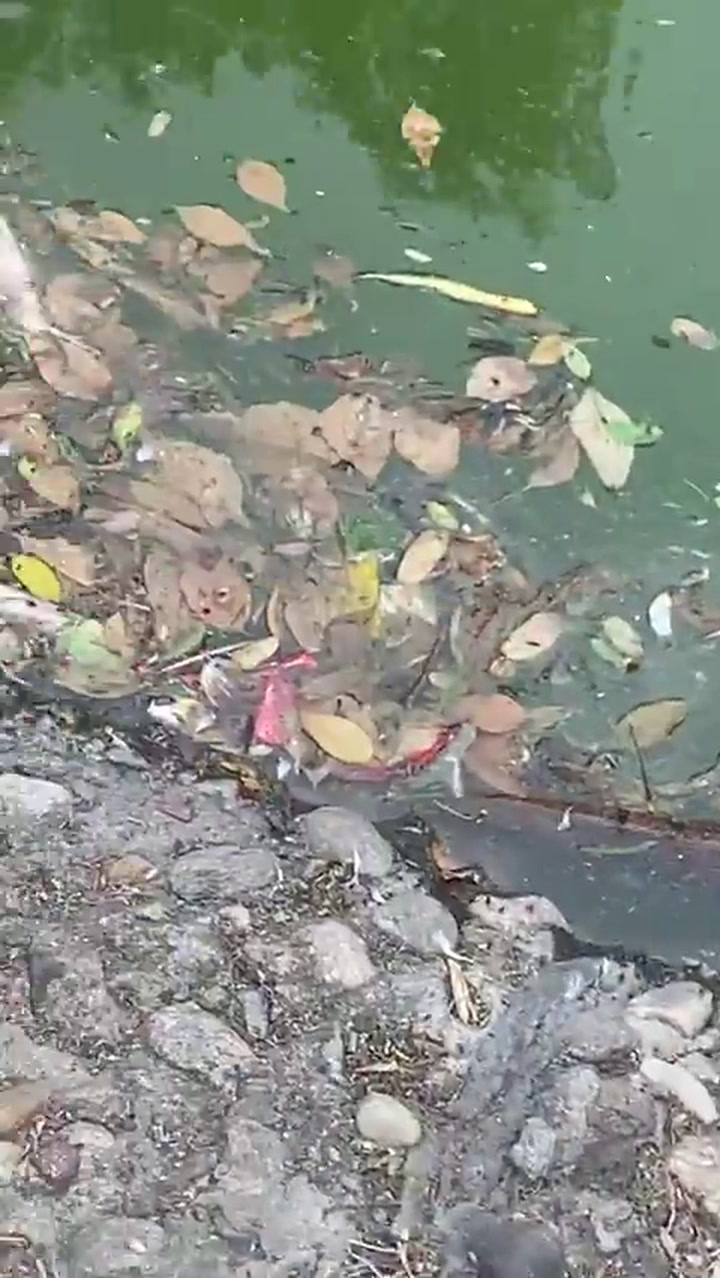Decenas de peces fueron encontrados muertos en un lago de Rosario