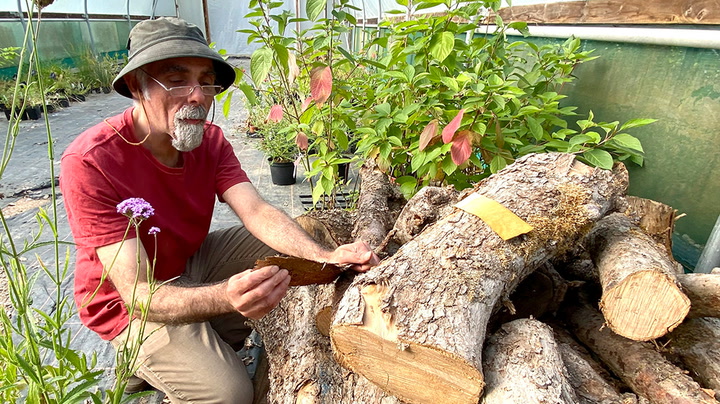 Artist makes ink from clone of Isaac Newton’s apple tree after it blew down in Storm Eunice