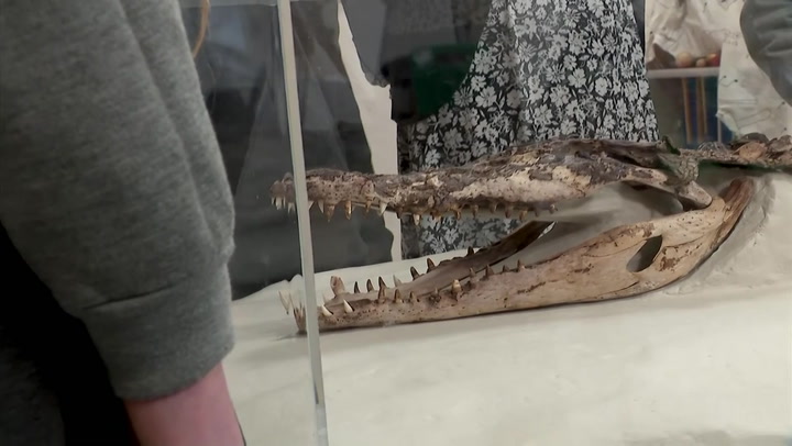 Crocodile found under classroom becomes local celebrity