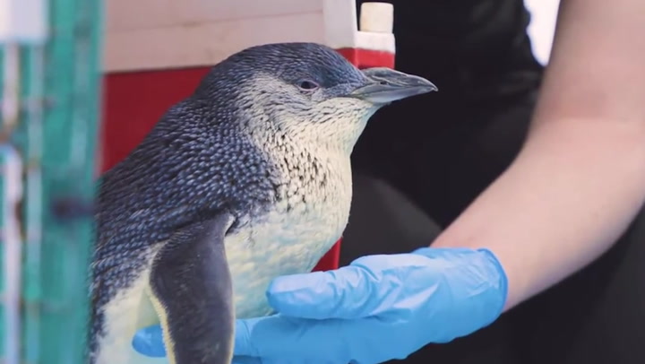 Penguin becomes first in the world to get an MRI scan because he has no balance