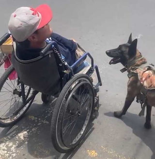 Este perro ayuda a su humano en silla de ruedas a andar por la calle