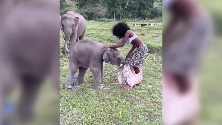 Playful baby elephant rips model’s skirt off