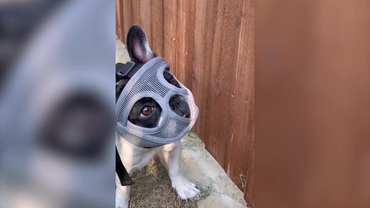 Dog wears mask across face to stop her 'eating grasshoppers' like 'skittles'