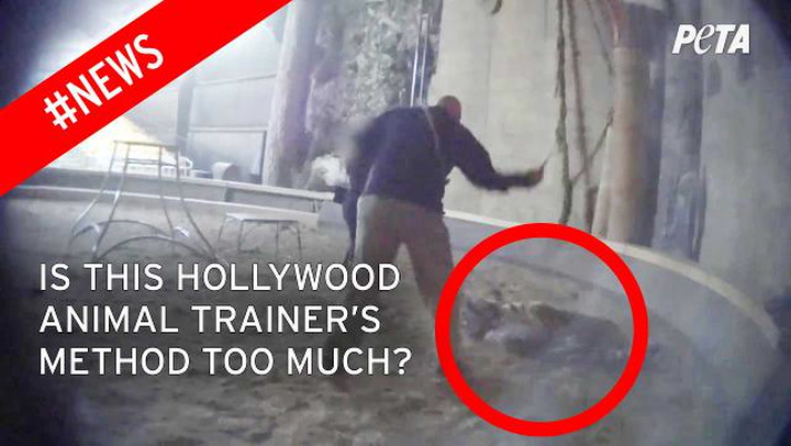 Hollywood animal trainer filmed 'whipping' tiger denies cruelty claims  after graphic footage emerges - World News - Mirror Online